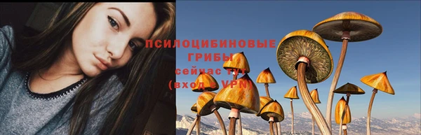 прущие грибы Богородицк